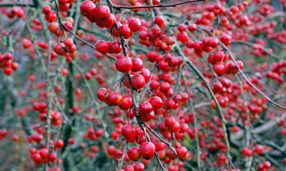 Malus x robusta ‘Red Sentinel’.