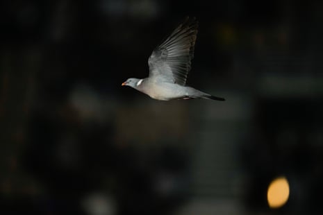 French Open 2024: Zverev v Griekspoor; Sabalenka and Rybakina win – live A pigeon flies around Philippe-Chatrier during the third round match of the French Open tennis tournament between Alexander Zverev and Tallon Griekspoor.
