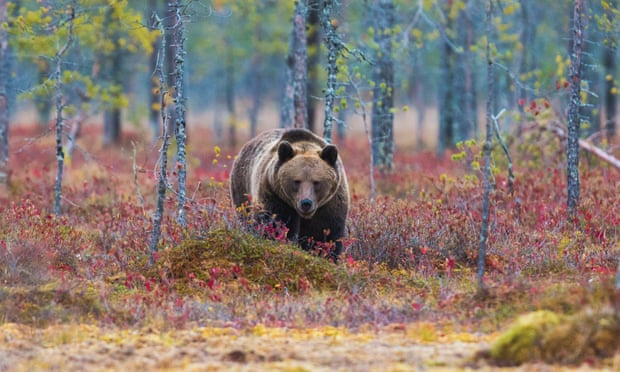 Brown bear walking in red autumn colored bushes, Kuhmo, Finland