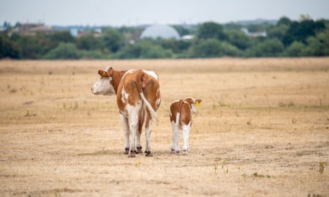 A cow and her calf on the parched grass on Dorney Common in Buckinghamshire last August.
