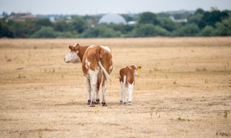 A brown and white cow and a calf walk on a large expanse of parched brown grass.