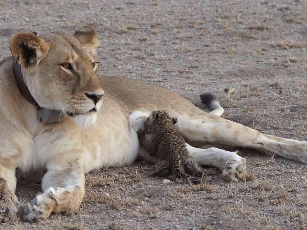 Truly unique': lioness adopts and nurses leopard cub | Wildlife | The Guardian