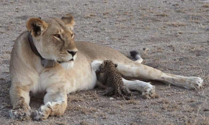 Lioness, Nosikitok, nurses a leopard cub in the Ngorongoro conservation area in Tanzania