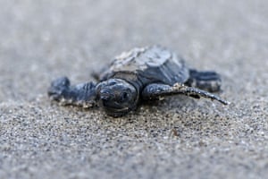 Uma tartaruga Lora (Lepidochelys olivacea) vai para o mar depois de ser solta na praia de Punta Chame, cerca de 100 km ao sul da Cidade do Panamá, Panamá