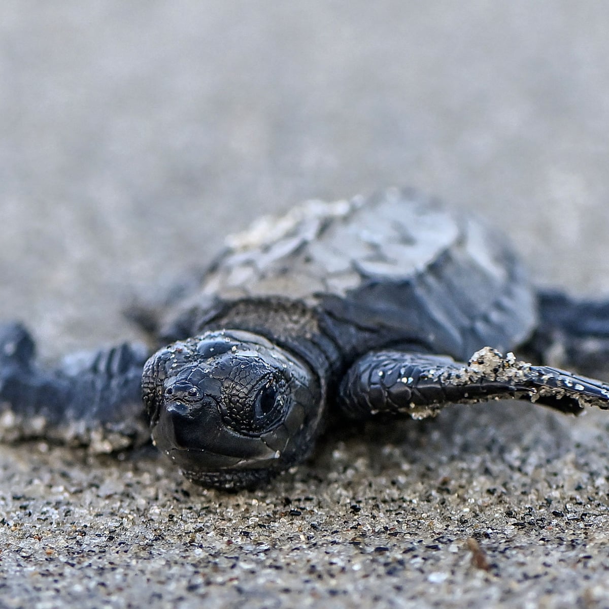 Sea turtles under threat from warming seas and hotter beaches, research suggests | Conservation | The Guardian Sea turtles under threat from warming seas and hotter beaches, research suggests | Conservation | The Guardian