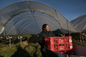 Petulisa Motulalo was one of the first Tongan women to come to Burlington Berries farm in Cressy, south of Launceston in Tasmania