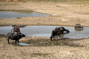 Indian buffaloes lie down to cool themselves off in a lake running dry on a hot summer day near Ajmer, India