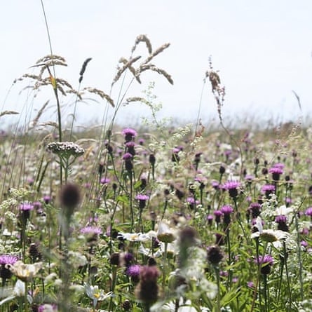 Landlife Wildflowers Suelos de tiza y piedra caliza Semillas de flores silvestres LW2M 80/20