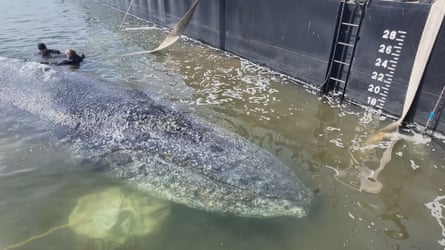 Closeup of head and front section of whale in greyish water inside barge. Two divers look tiny beside its body.