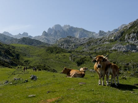 Brown cows on the pastures of the Picos with rugged mountains in the background