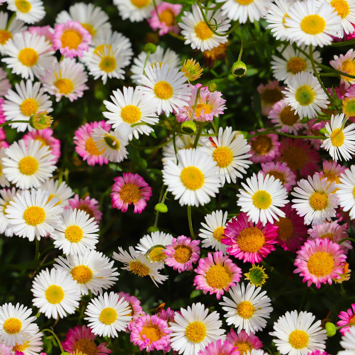 How to grow Mexican fleabane | Life and style | The Guardian