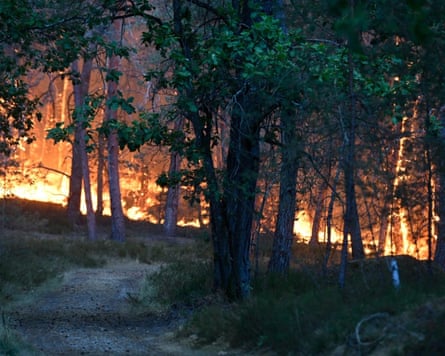 Trees on fire
