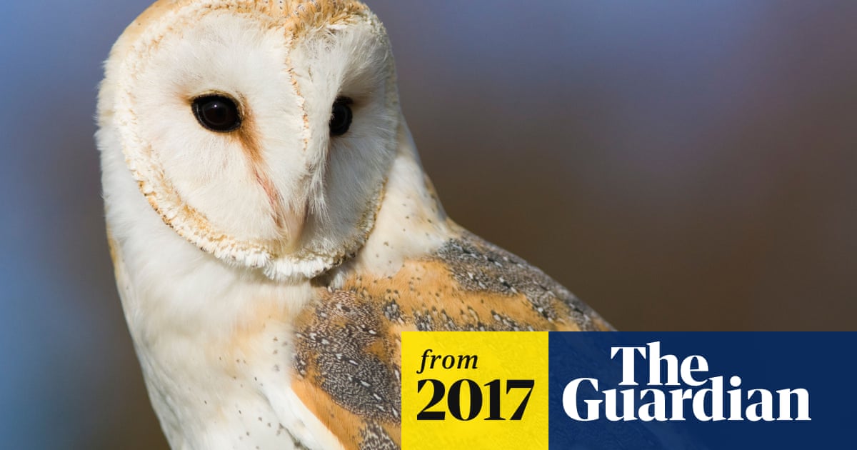 Barn Owls Don T Lose Their Hearing With Age Scientists Find