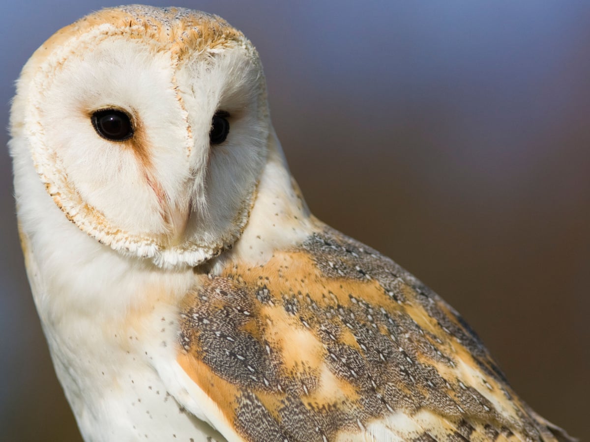 Barn Owls Dont Lose Their Hearing With Age Barn Owls Dont Lose Their Hearing With Age