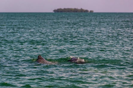 Manatees surface for air in the marine reserve, Belize.