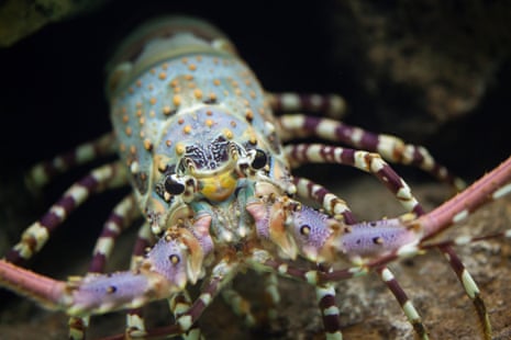 Caribbean spiny lobster