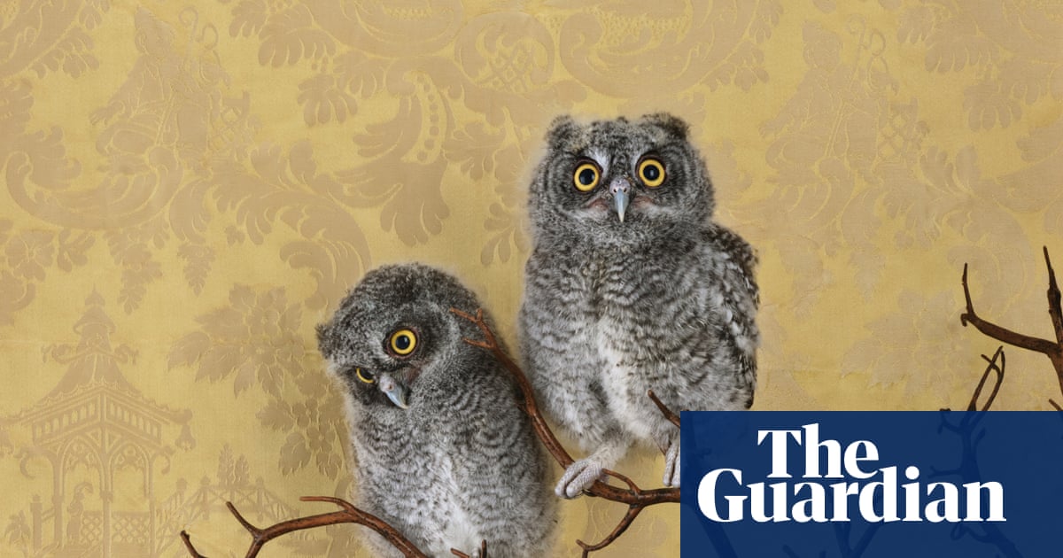 A total hoot! Beautiful birds – in pictures
