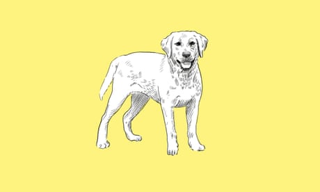 How to speak puppy: a visual guide to doggy body language