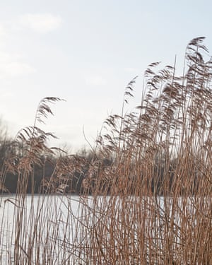 Detail of long grasses beside lake