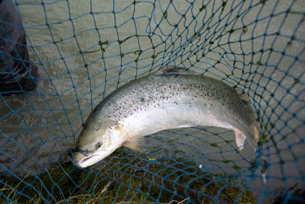 Farmed salmon in Blanda river. Blönduós, north Iceland.