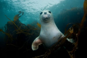 A common seal.