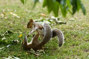 Two squirrels rolling around on the grass