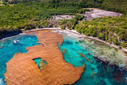Sargassum floating on the waters of Guadeloupe in the Caribbean, seen from the air.