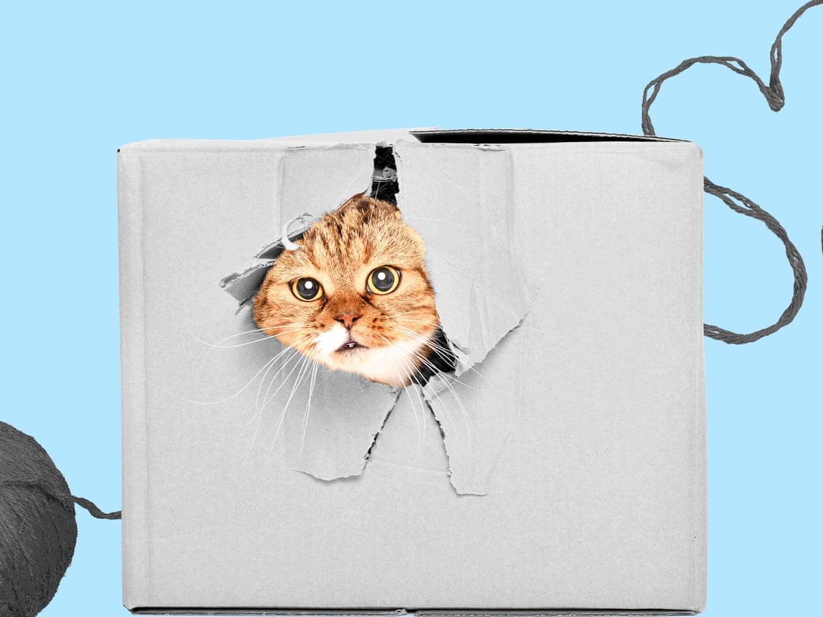 My Pandemic Epiphany Realizing The Hole In My Life Was Cat Shaped Life And Style The Guardian