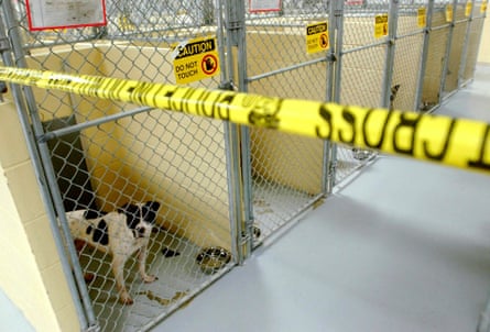 Pit bulls that were owned by erstwhile NFL shot subordinate LeShon Johnson are kept successful a conception of nan Tulsa Animal Shelter that is marked disconnected by tape.