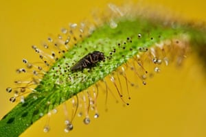 A green drosera capensis plant traps an insect