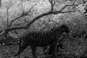 Um tigre de Bengala em uma área arborizada