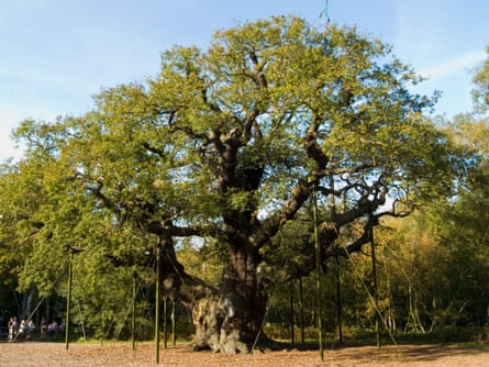 The Major Oak in Sherwood Forest.