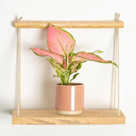 Prickle Lil’ Chinese Evergreen Aglaonema Commutatum Red Dragon