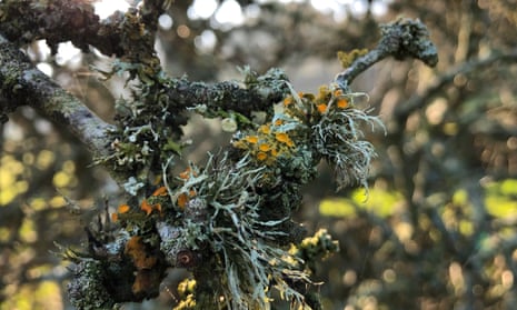 Goldeneye lichen