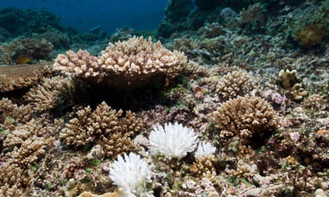 Coral bleaching in Kimbe Bay, Papua New Guinea.