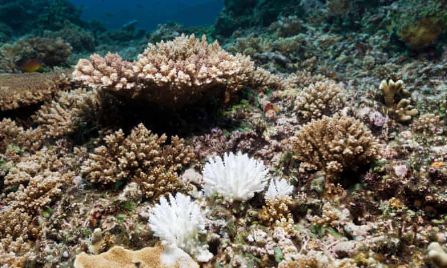 Coral bleaching in Papua New Guinea