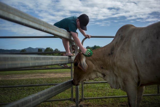Patrick, 10, from Brisbane, who lives with autism, visits the cows in Goldsborough.