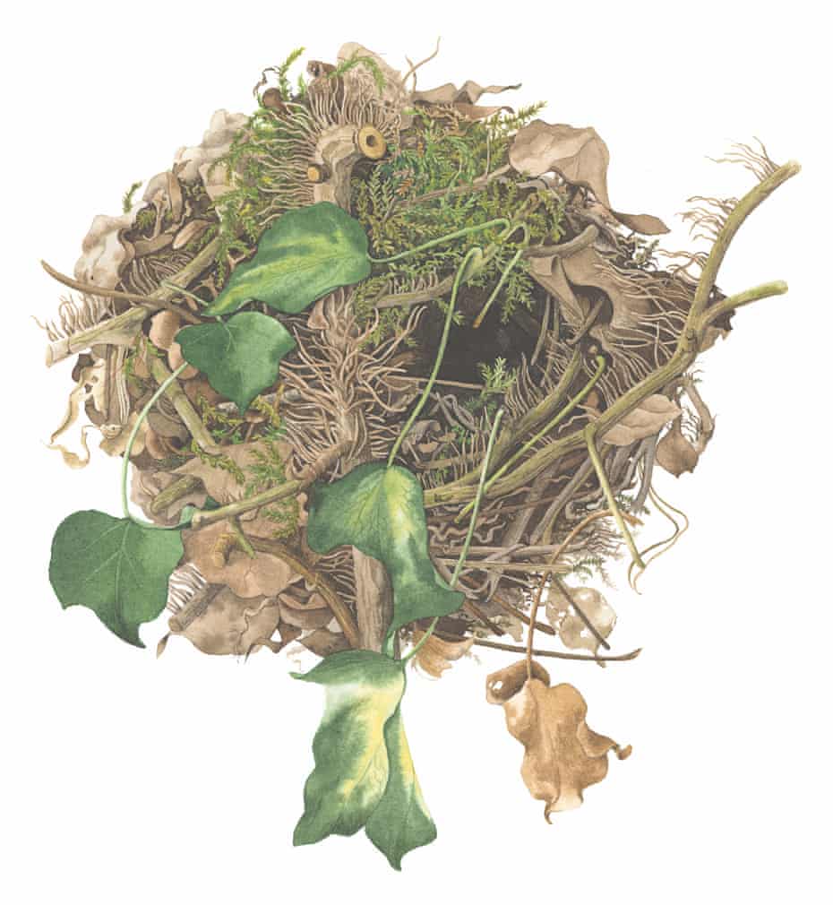 A wren's nest illustrated by Susan Ogilvy