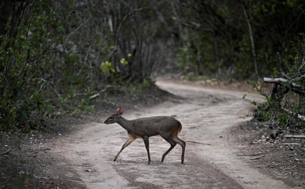 A brown brocket in a forest in Argentina