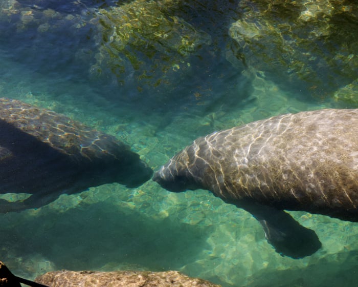 EPA to open habitats of endangered species to logging and mining