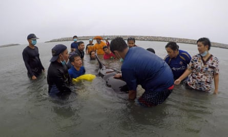 Rescuers try to save the whale in Thailand.