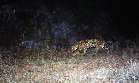 A photo of Somba, the last known jaguar in the US. The image was obtained thanks to motion-detection cameras in the Chiricahua mountains on 16 April 2017.