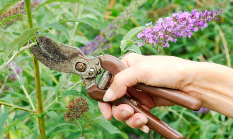 Be brutal with buddleia and it will grows back better.