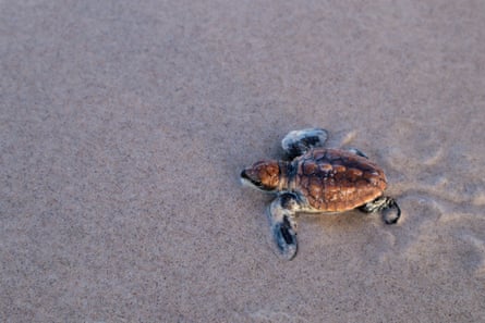 A turtle hatchling makes its way to water