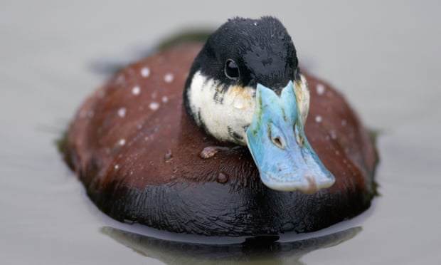 Specieswatch: 10 to 15 ruddy ducks left in UK after Europe-wide