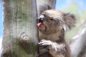 A female koala licks water off the trunk of a eucalyptus tree after rainfall in the You Yangs regional park in Little River, Victoria, Australia.