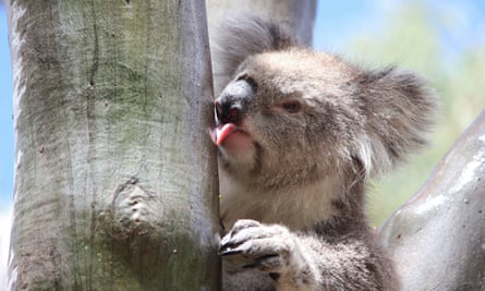 Koala Image