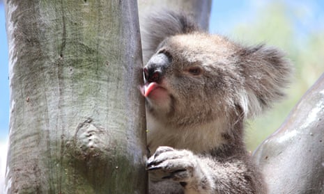 A female koala