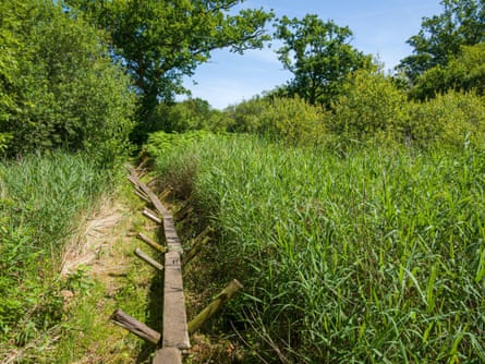 Path made of planks through reeds and trees