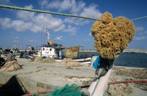 The Mediterranean sponge population was affected by a blight in the 1980s, but fishermen think this time is different.